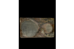 CP2459 10X6" PLATE